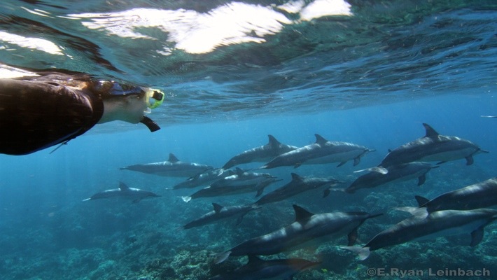 If you're planning on going whale watching in the northern part of california, from marin county to the oregon bo. Dolphin Viewing And Reef Snorkel Tour Best Dolphin Snorkel Tours Hawaii Best Manta Ray Night Snorkel Tour
