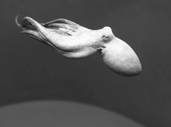 Kanaloa octopus farm is a research facility that is great for kids and adults alike. Contact Us Kanaloaoctopus