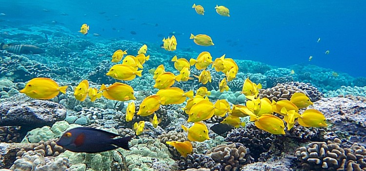 One day, its good for you; Snorkel Trident Adventures