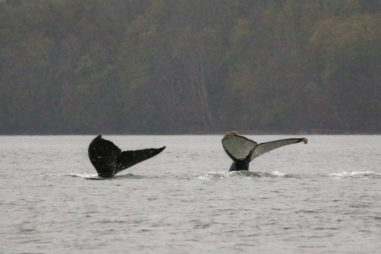We also saw pods of dolphins and one hammerhead shark during our tour.' november has a good chance of seeing humpback whales as they migrate south. Recent Sightings Vancouver Island Whale Watching Nanaimo