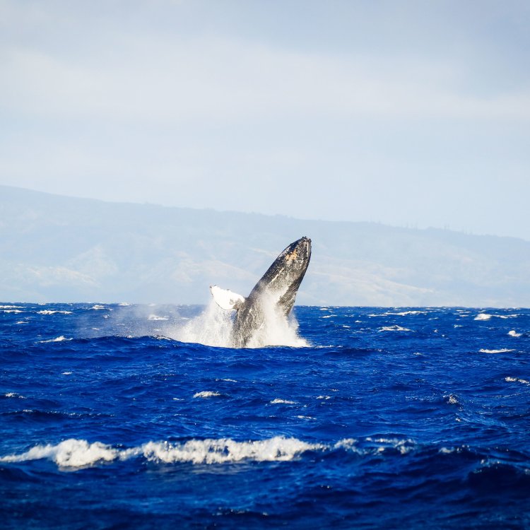 Here's the thing about maui's waters: When Is The Best Time To See Whales In Maui The Captain S Log