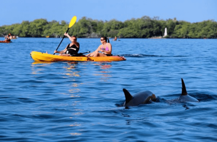 Kayak down the historical kohala ditch irrigation channel. Kayak Sup Rental In Kealakekua Bay