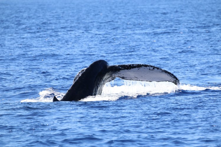 The kohala coast is one of the best places to view humpback whales! Hawaiian Adventures World Class Kona Whale Watch And Snorkeling Tours