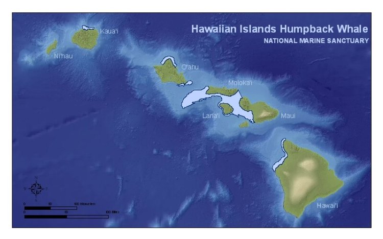 Every winter, thousands of humpback whales travel to the warm, shallow waters of hawai'i to mate, give birth, and raise their young. Where To See Whales In Kona My Hawaii Hostel