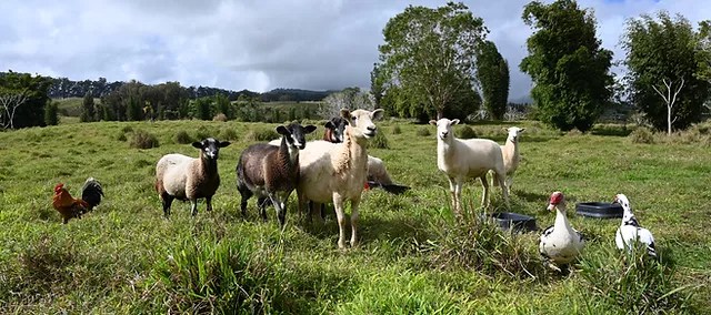 Antrey / istockphoto / getty images if there's one trait that distinguishes humans from animals, it's the ability to grow food. Home Small Saints Animal Sanctuary