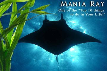 If you are looking for a catamaran experience or an outrigger canoe . Activities Kona Vacation Rental