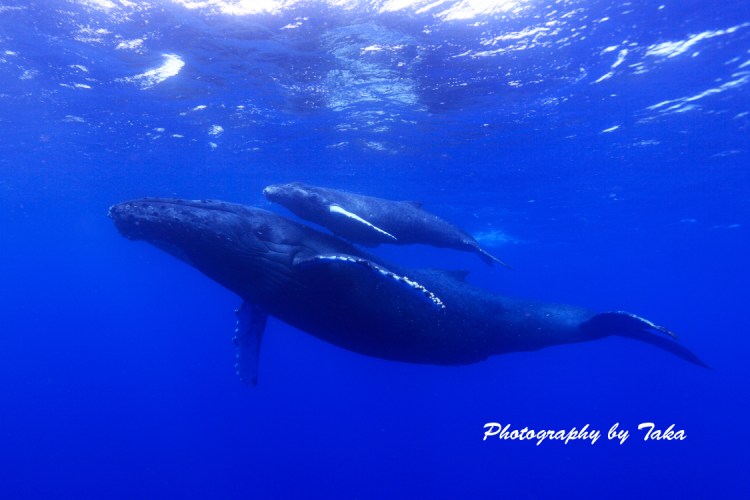 Humpback whales travel here to mate, returning the following year to give birth, so you will likely see adults and calves alike playing not far off the coast. Whale Watching Tour Best Dolphin Snorkel Tours Hawaii Best Manta Ray Night Snorkel Tour