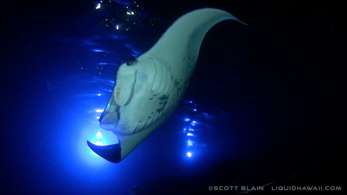 The travel channel says, “it's one of the top ten things to do in your . Manta Ray Snorkel Tour Best Dolphin Snorkel Tours Hawaii Best Manta Ray Night Snorkel Tour