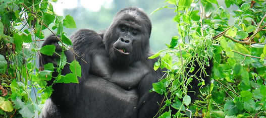 Anyone can get an annual pass, and certain individuals q. 5 Days Gorilla Trekking Rwanda In Volcanoes National Park Hike Mt Visoke Bisoke And Track Golden Monkeys Sight Seeing In Uganda And Rwanda