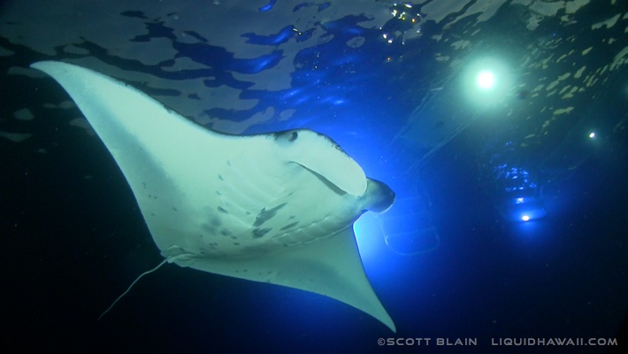 Snorkel with gentle manta rays at their nighttime feeding grounds. Best Dolphin Snorkel Tours On The Big Island Of Hawaii Dolphin Swim Hawaii Puako Best Night Manta Ray Snorkel Manta Ray Dive Dolphin Swim Whales