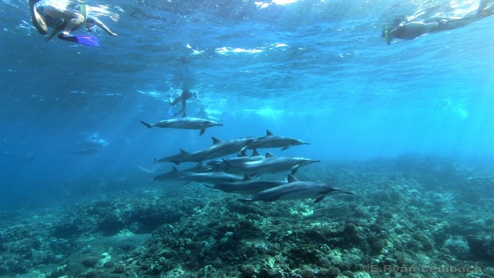 4.5 star rating · coral reef snorkel . Dolphin Viewing And Reef Snorkel Tour Best Dolphin Snorkel Tours Hawaii Best Manta Ray Night Snorkel Tour
