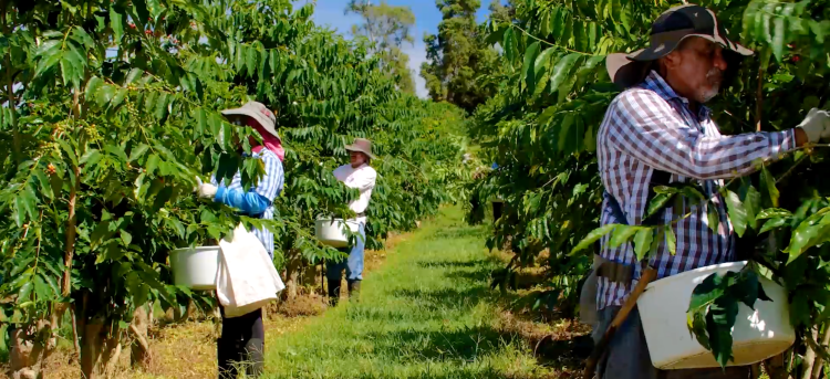 Poultry giant sanderson farms inc. Sustainably Farmed Kona Coffee And Tea Company