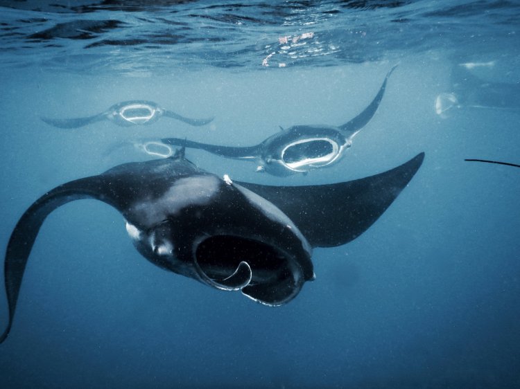 See 6,588 traveler reviews, 7,137 candid photos, and great deals for secrets huatulco resort & spa, ranked #5 of 73 hotels in huatulco and rated 4.5 of 5 at tripadvisor. Manta Caribbean Project Affiliate Project Manta Trust