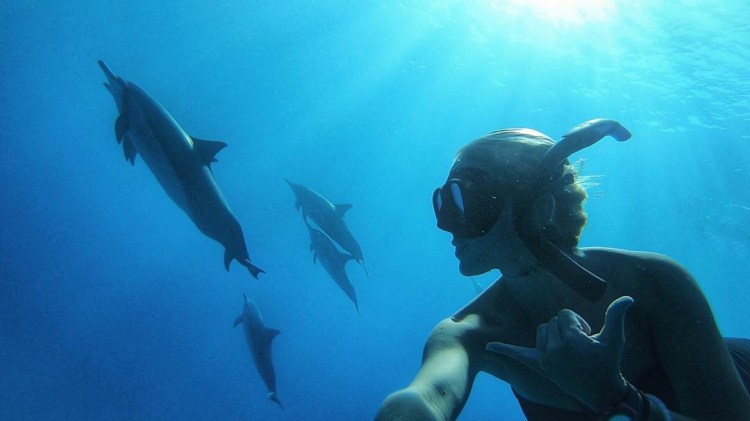 If you've snorkeled anywhere in hawaii you've probably had some unique and interesting experiences so why should you snorkel in kona? Dolphins Snorkeling And South Kona Beaches My Hawaii Hostel