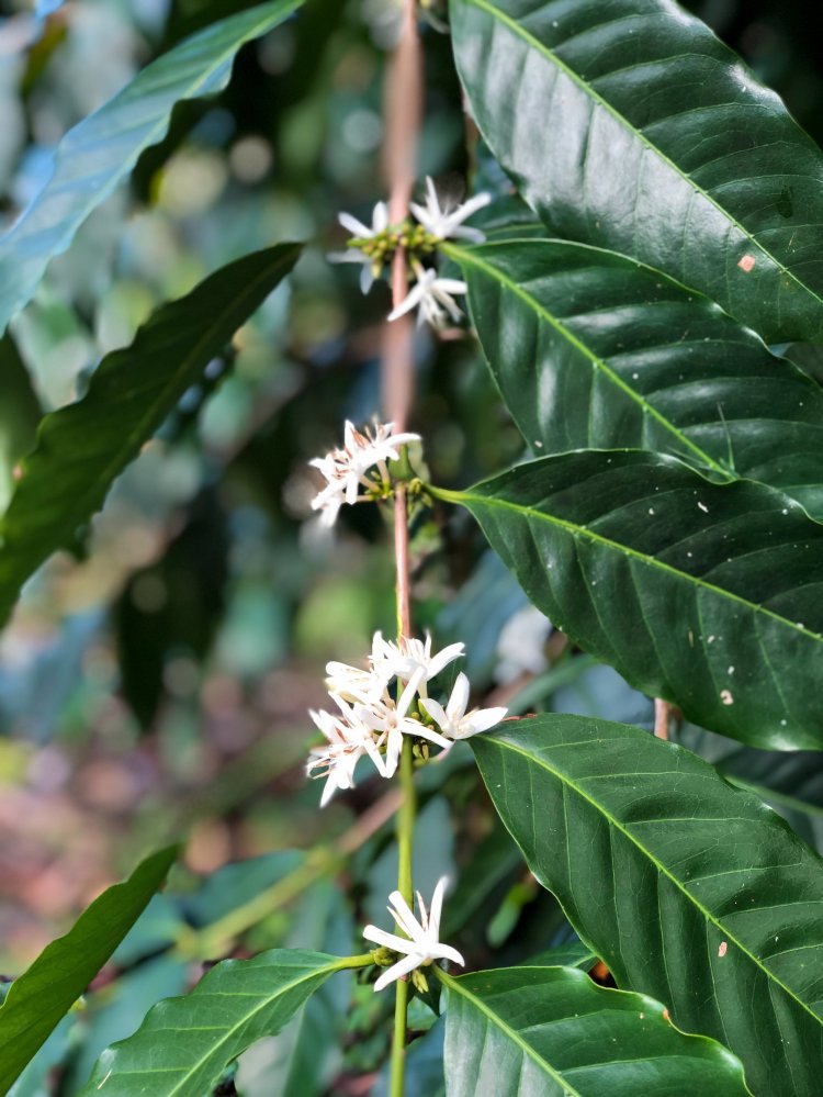 Country living editors select each product featured. Farm Kona Coffee And Tea Company