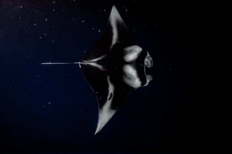 Led by a local guide, you'll take a short cruise out to the manta site, . Manta Ray Snorkel Kona Big Island Manta Tours Kona Style