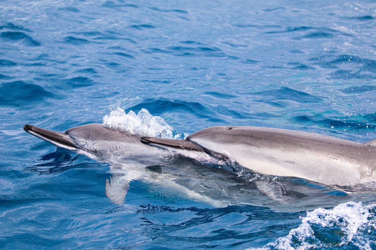Looking to see some incredible sights from the comfort of a train? Snorkel Tours And Private Charters In Kona Hawaii Hawaiian Adventures