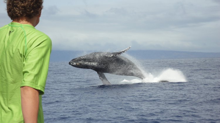 The best months for whale . When Is The Best Time To See Whales In Maui The Captain S Log
