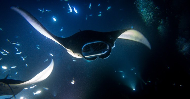 Home to hundreds of manta rays, a nighttime snorkel tour is one of kona's most exciting and popular activities among visitors to the big . Animal Encounters 10 Dancing Ufos Of The Ocean Manta Rays Maho On Earth