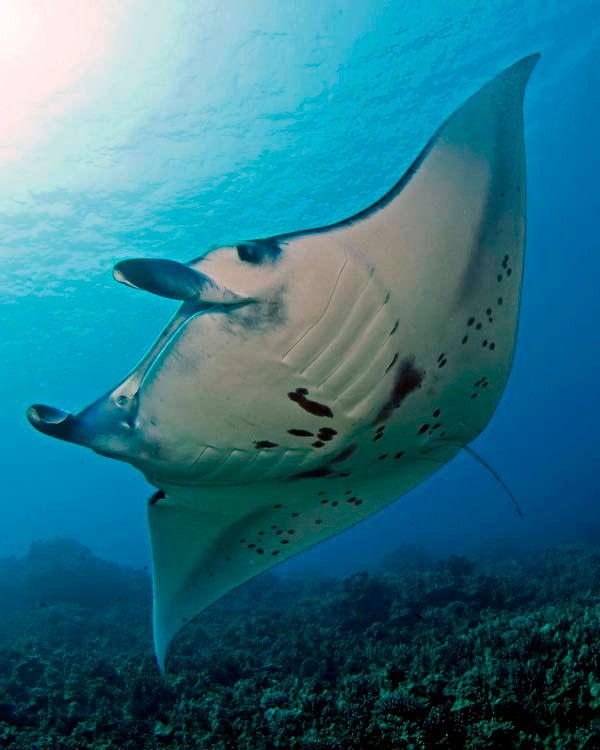The manta ray is a special part of the sheraton kona resort & spa at. Manta Week Kona Hawaii