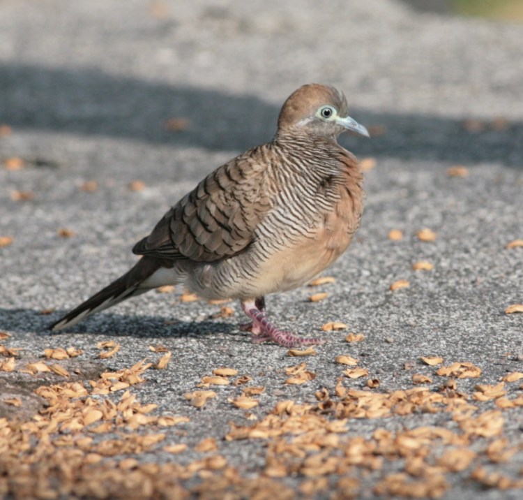 Nightlife on hawaii island best time to visit weather & climate where to stay kona international airport guide best hotels dri. The Birdist Hawaiian Birds And Wildlife Mega Photo Post