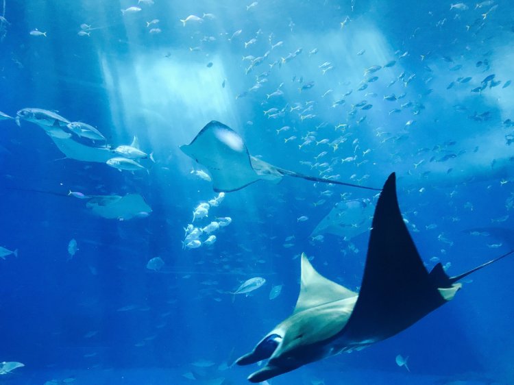 Manta ray night snorkel tour details · 50 minutes. Tours Miss Mojo Manta Ray Tours