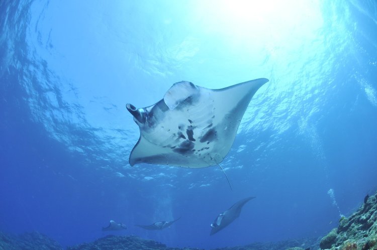 Manta ray night snorkels, daily private family fishing & snorkel trips, seasonal whale watching and all your custom/private charters. Is There A Manta Ray Season In Hawaii Kona Style