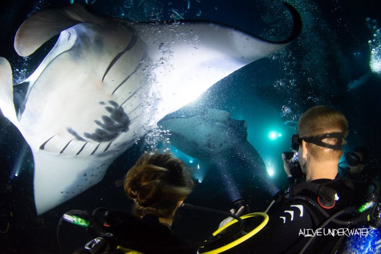 Our double hull canoes let you either . Manta Ray Night Dive Snorkel Ecoadventure Kona Diving Ecoadventures