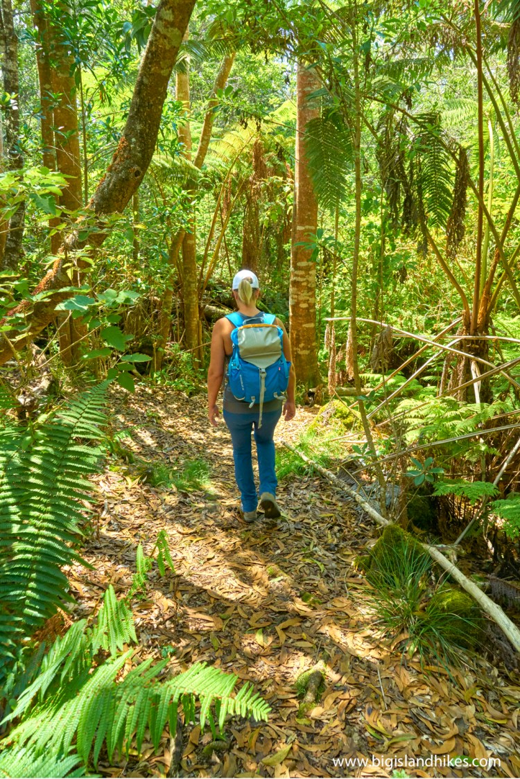 Off the beaten path volcano crater hike. PuÊ»u Ê»ÅÊ»Å Trail Big Island Hikes