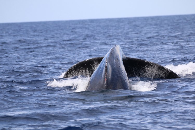 Home to two active volcanoes, lush rainforests, and incredible beaches, there is something for. Big Island Whale Watch Tours Departing Out Of Kona Hawaiian Adventures