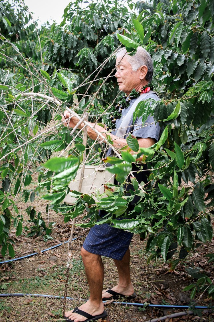The waialua coffee fields total about 180 acres in coffee cultivation with . Growing 100 Kona Coffee A Labor Of Love Waimea Coffee Company