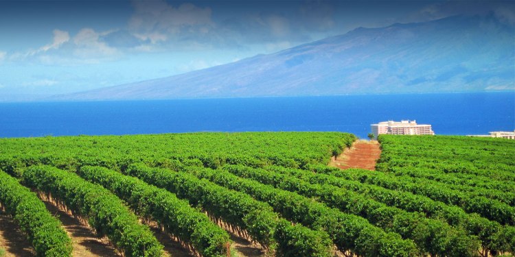 Holualoa kona coffee company's farm tour ranked among america's best by leading travel . Ka Anapali Coffee Farms Real Estate Lots In Maui Hawaii